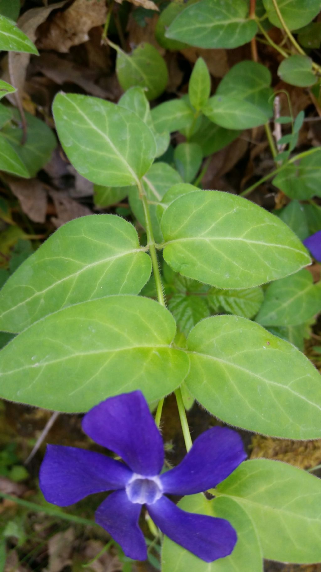 Vinca major / Pervinca maggiore